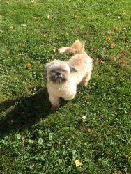 Shih Tzu male pup for sale