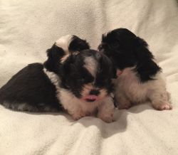 Super Pretty Shitzu Kc Reg Puppies For Sale