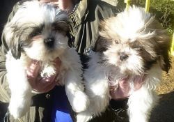 shih tzus for sale