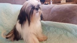 10 month toy imperial shih tzu