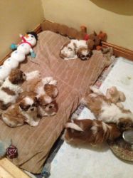 Gorgeous Shih Tzu Puppies For Sale