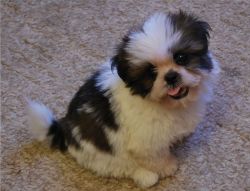 lovely akc shih tzu puppies for christmas