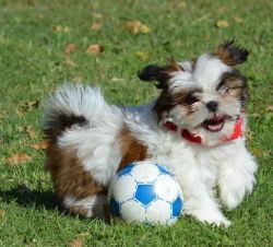 Affectionate Shih Tzu Puppies For Good Homes