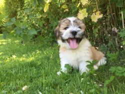 Gorgeous Male and Female shih tzu puppies for a good home