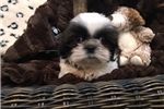 shih tzu puppies ready for a new home