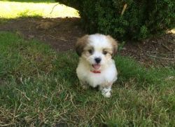 Loving and kid friendly akc Shih Tzu puppies for sale