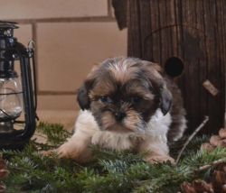 Shih Tzu Puppies ready for new homes.