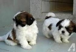 Excellent Shih Tzu Puppies for sale
