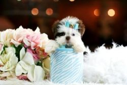 MUST SEE BEAUTIFUL TEACUP PUPPIES!!!
