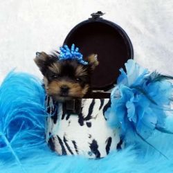 Playful Yorkshire Terrier Puppies
