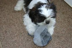 Kid friendly Shih Tzu puppies looking to go now