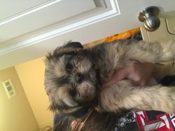 Shih Tzu mix puppies for sale