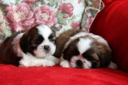 Purebred Shih tzu Puppies Available
