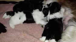 Shih Tzus Puppies Ready For Sale