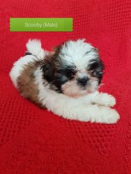 Ready Now Pure Breed Shih Tzu Puppies