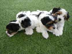 Shih Tzu puppies for adoption