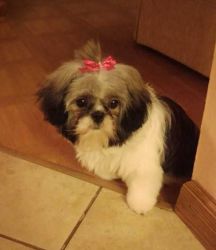 ADORABLE SHIH TZU MALTESE MIX NEEDS A NEW HOME WITH YOU