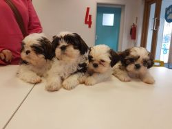 Adorable shih Tzu puppies for new homes