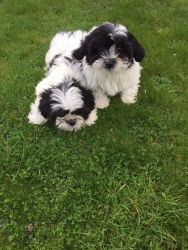 Adorable shih Tzu puppies for adoption