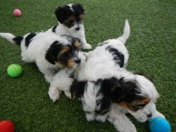 Shih Tzu puppies for Adoption