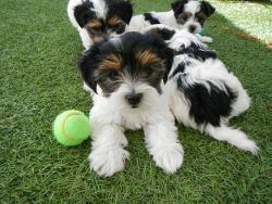 Shi tzu Puppies for adoption