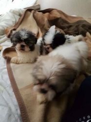 Adorable Shih Tzu puppies for Adoption
