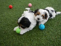 Cute Maltese x ShihTzu Hybrid 50-50 Cross Puppies
