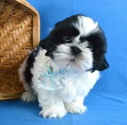 Kc Registered Shih Tzu Puppies (ready 10/05/2017)