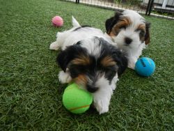 White and black Shih Tzu puppies available