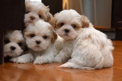 Adorable Shih Tzu Puppies For New Homes