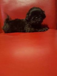 Shih Tzu Puppies For Sale Ready Now