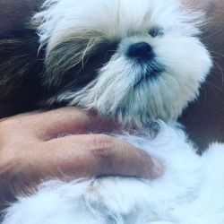Chinese Imperial Shih Tzu puppy - AVAILABLE