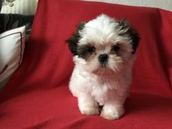 Stunning Shih Tzu Puppy For Sale
