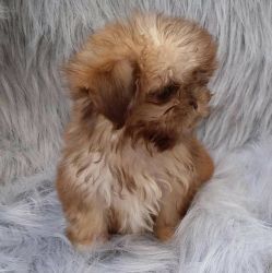 adorable shih tzu ready for new loving homes