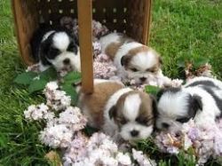 Playful Shih Tzu Puppies