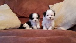 Gnsvcm Cute Shiz Tzu puppies for sale $500