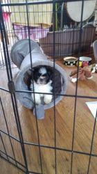 Shih Tzu Puppies Ready To Leave Now