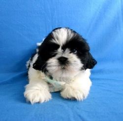 Kc Registered Female Shih Tzu Puppies Available