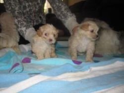 Adorable shih tzu/maltese mix puppies- 6 weeks old