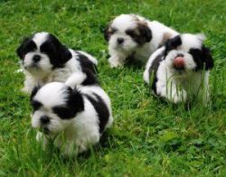 Five Shih Tzu Puppies