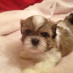 Pure Shihtzu Puppies Ready Now