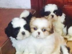 Stunning Little Shih Tzu Puppys Ready Now