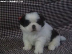 wonderful shih zhu puppies for adoption...