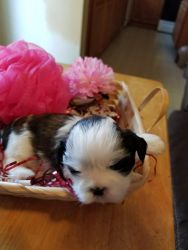 Gorgeous Female and Male Shih Tzu Puppies