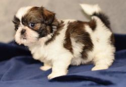 stunning litter Shih Tzu puppies for sale