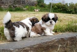 Shih tzu puppies ready for sale.