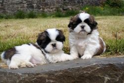 Shih tzu puppies ready for sale