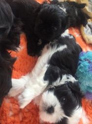 shi tzu puppies for sale