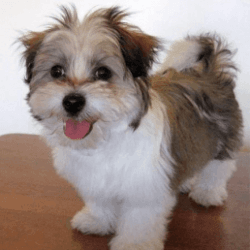 Adorable Shih Tzu Puppies For Re-Homing