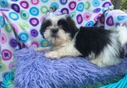 Male and female Shih Tzu Puppies For Sale